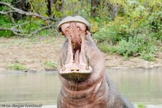 Flusspferd (102 von 104).jpg